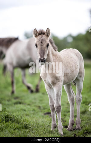 Konik Wildes Pony Fohlen. Ein junges Fohlen aus einer Herde wilder Konik Pferde in Ihrer offenen Umgebung von Oostvaardersplassen, Holland. Stockfoto