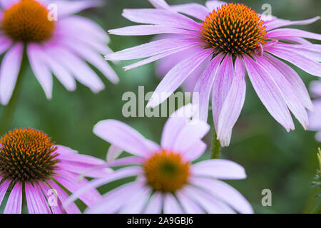 Blick von oben auf die outdoor Coneflower (Echinacea purpurea) mit vielen Blüten dicht zusammen Stockfoto