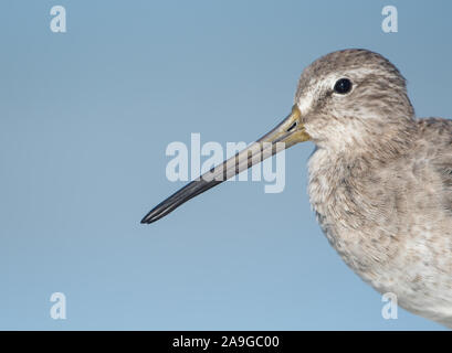 Ein Porträt einer Short-billed Dowitcher (Limnodromus griseus) an einem Sandstrand in Florida, USA. Stockfoto