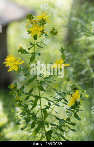 Seitenansicht der blühenden St John's - Johanniskraut (Hypericum perforatum) mit Blüten, Stengel und Blätter im Freien im Garten mit einem grünen unscharfen Hintergrund Stockfoto