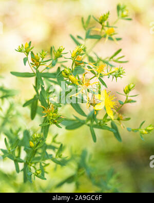 Vorderansicht des blühende Johanniskraut (Hypericum perforatum) mit Blüten, Stengel und Blätter im Freien im Garten mit einem grünen unscharfen Hintergrund Stockfoto