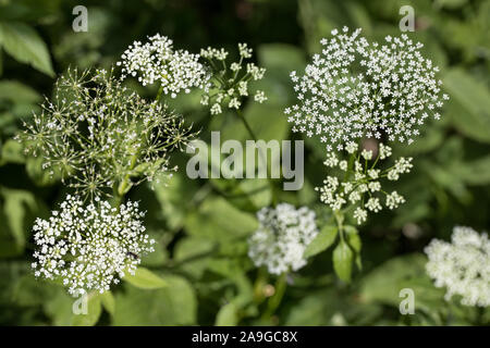 Blick von oben auf die Erde Elder (Aegopodium podagraria) an die natürliche Umgebung mit verschiedenen Staaten von blühenden auf einem grünen Hintergrund unscharf Stockfoto