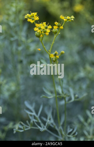 Gemeinsame rue (Ruta graveolens) Seitenansicht Blumen, Stengel und Blätter mit einem natürlichen grünen unscharfen Hintergrund Stockfoto