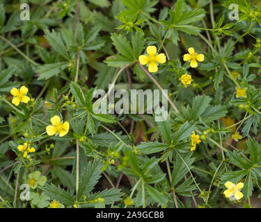 (Tormentill Potentilla erecta) heilende Pflanze mit Blättern und gelben Blüten und Stockfoto
