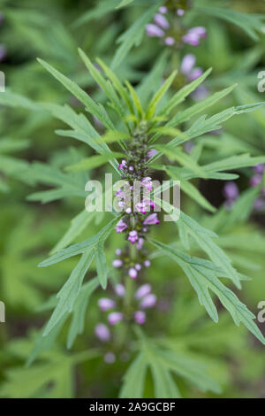 Motherwort (Leonurus japonicus) Blühende Pflanze auf einem natürlichen grünen unscharfen Hintergrund Stockfoto