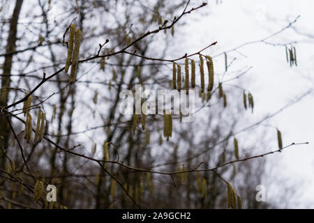 Malerische Hasel Erle im Winter Stockfoto