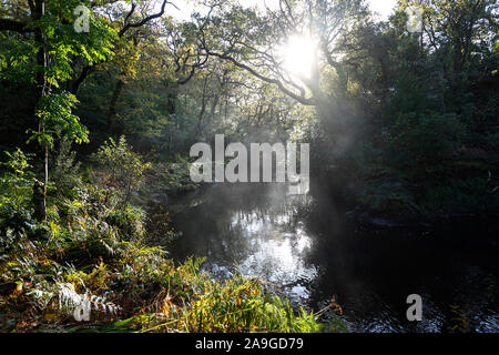 Kleine Fluss über Felsen auf einer Moody morgen am Glenarriff Holz finden, Irland, Teil des Ring of Kerry Stockfoto