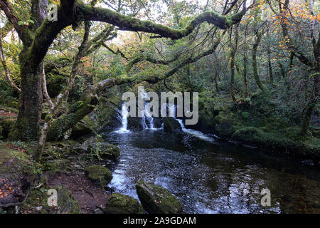 Wasserfall fließt über Felsen auf einer Moody morgen am Glenarriff Holz finden, Irland, Teil des Ring of Kerry Stockfoto