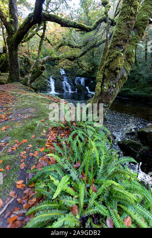 Wasserfall fließt über Felsen auf einer Moody morgen am Glenarriff Holz finden, Irland, Teil des Ring of Kerry Stockfoto