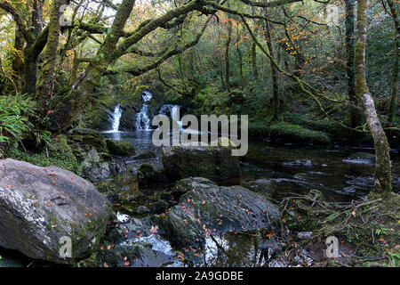 Wasserfall fließt über Felsen auf einer Moody morgen am Glenarriff Holz finden, Irland, Teil des Ring of Kerry Stockfoto