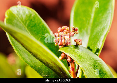 Blühende Pflanze von Japanisch skimmia, Grün glänzende Blätter mit runden roten Früchten in einem hellen, sonnigen Tag Stockfoto