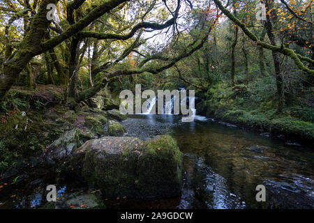 Wasserfall fließt über Felsen auf einer Moody morgen am Glenarriff Holz finden, Irland, Teil des Ring of Kerry Stockfoto