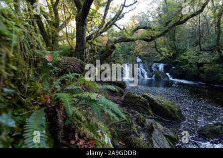 Wasserfall fließt über Felsen auf einer Moody morgen am Glenarriff Holz finden, Irland, Teil des Ring of Kerry Stockfoto