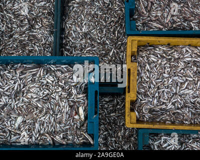 Viel frische kleine Fische in Kunststoffbehälter an Cua Dai Strand Fischmarkt in der Nähe von Hoi An, Vietnam, Asien, von oben senkrecht nach unten, vollständige Ansicht Stockfoto