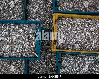 Viel frische kleine Fische in Kunststoffbehälter an Cua Dai Strand Fischmarkt in der Nähe von Hoi An, Vietnam, Asien, von oben senkrecht nach unten, vollständige Ansicht Stockfoto