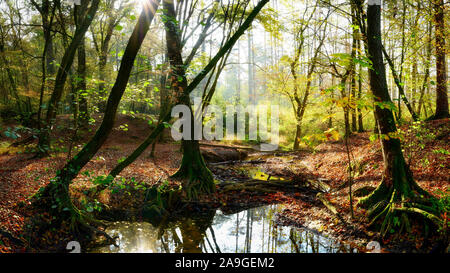 Herbstwald mit Bach und strahlendem Sonnenlicht im Nebel Stockfoto