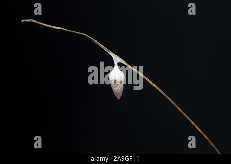 Liocranid sac Spider ei Cocoon (Agroeca proxima) Stockfoto