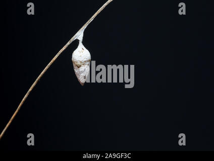 Liocranid sac Spider ei Cocoon (Agroeca proxima) Stockfoto