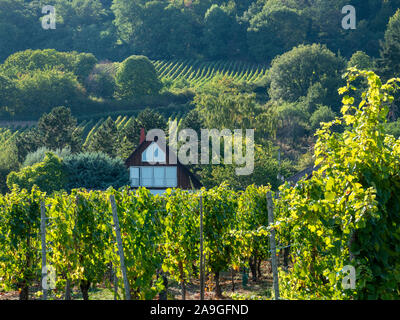 Ein modernes Haus in Weinbergen in der Nähe von Husseren Les Châteaux Alsace Frankreich Stockfoto