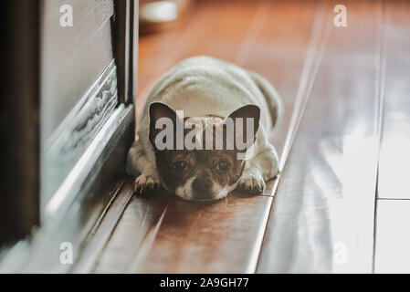 Eine süße Chihuahua Welpen Gesicht close-up Stockfoto
