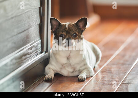 Eine süße Chihuahua Welpen Gesicht close-up Stockfoto