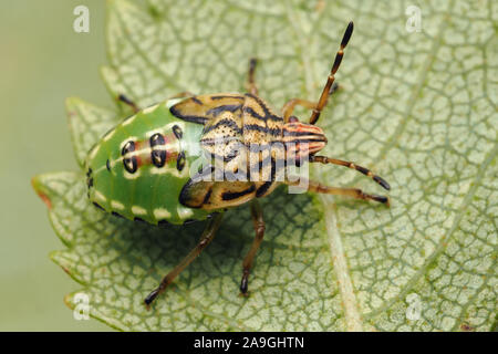 Parent Bug letzte instar Nymphe (Elasmucha grisea) in Ruhe auf Birke Blatt. Tipperary, Irland Stockfoto