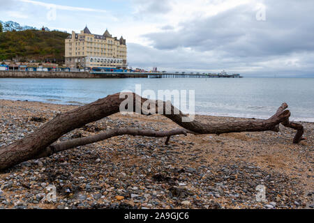 Große hölzerne Treibholz Zweig liegt auf Llandudno Strand vor dem Grand Hotel und Pier Stockfoto