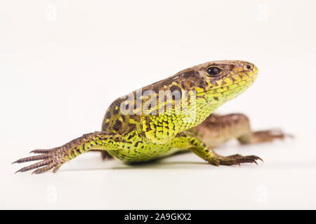 Zauneidechse, Lacerta agilis, Stockfoto