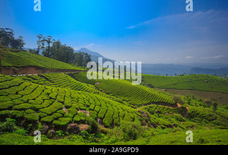 Wunderschönen Teegärten von Munnar, Kerala (Indien) Stockfoto