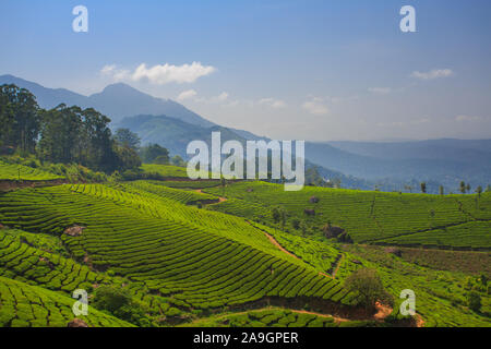 Wunderschönen Teegärten von Munnar, Kerala (Indien) Stockfoto