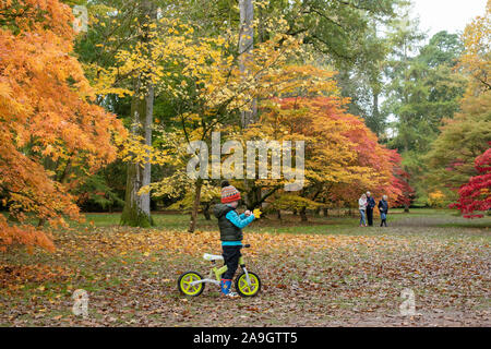 Junge Kind auf einem Fahrrad an Herbst acer Baum Blätter suchen. Japanischer Ahorn Bäume im Herbst in Westonbirt Arboretum, Cotswolds, Gloucestershire, England Stockfoto