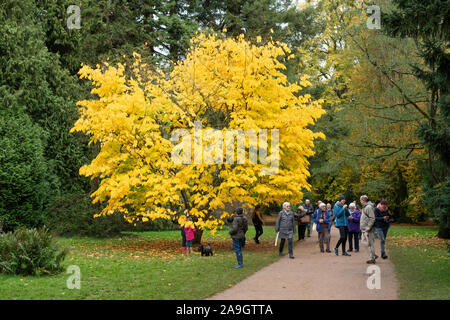 Cladrastis kentukea. Kentucky yellowwood/amerikanischen Yellowwood Bäume im Herbst in Westonbirt Arboretum, Cotswolds, Gloucestershire, England Stockfoto