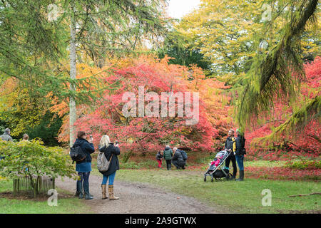 Besucher und Acer Bäume. Japanischer Ahorn Bäume im Herbst in Westonbirt Arboretum, Cotswolds, Gloucestershire, England Stockfoto