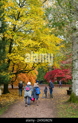 Besucher und Acer Bäume. Japanischer Ahorn Bäume im Herbst in Westonbirt Arboretum, Cotswolds, Gloucestershire, England Stockfoto