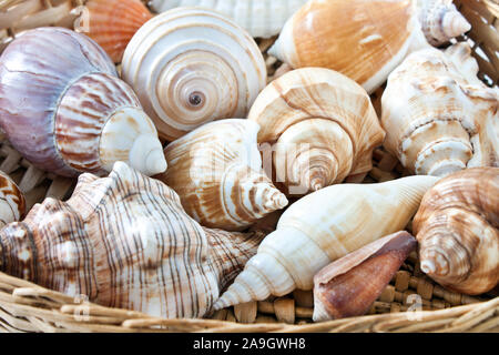 Verschiedene Muscheln schließen sich in einem Korb Stockfoto