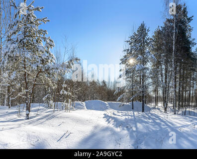 Winter sonniger Tag im Wald. Eine Menge Schnee auf dem Boden und Bäumen. Stockfoto