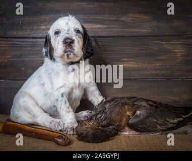 Niedliche englische Setter Welpe Hund mit Messer und Ente Stockfoto