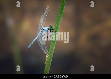 Östlichen Pondhawk Dragonfly (Erythemis simplicicollis) auf ein Rohr thront. Stockfoto