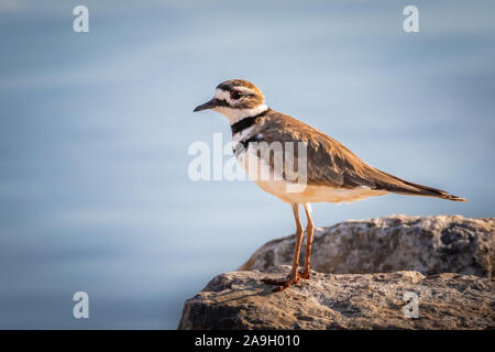 Killdeer (Charadrius vociferus) auf einem Seeufer in Oklahoma City Stockfoto