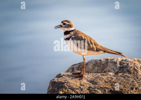 Killdeer (Charadrius vociferus) auf einem Seeufer in Oklahoma City Stockfoto