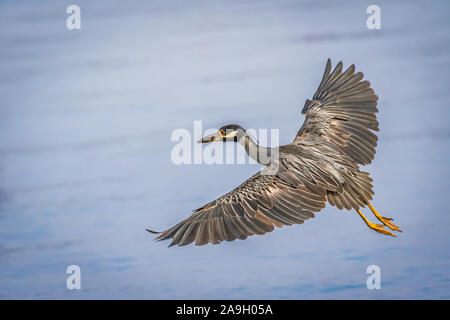 Gelbe gekrönte Night Heron (Nyctanassa violacea) im Flug über Lake Hefner in Oklahoma City Stockfoto