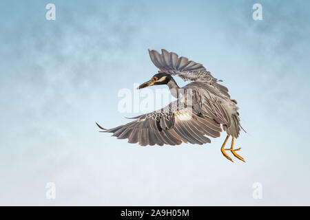 Gelbe gekrönte Night Heron (Nyctanassa violacea) im Flug über Lake Hefner in Oklahoma City Stockfoto