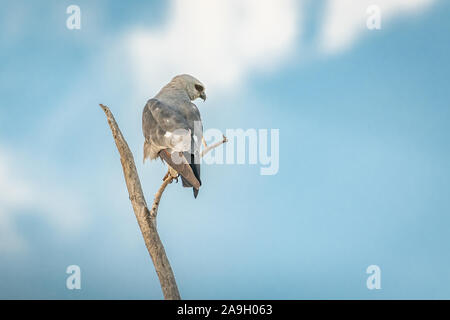 Mississippi Kite (Ictinia mississippiensis) auf einem isolierten Zweig gehockt Stockfoto