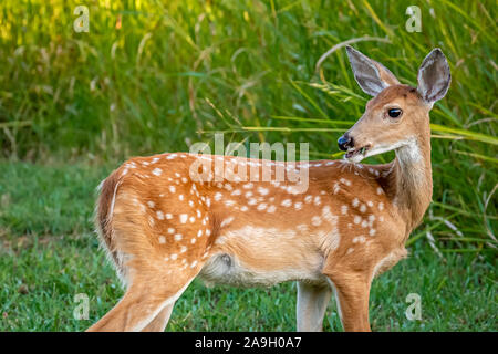 Whitetail deer doe und fawn (Odocoileus virginianus) in Oklahoma Stockfoto