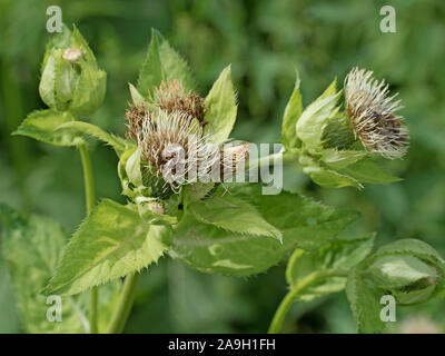 Blühende Kohl-distel, cirsium Oleraceum Stockfoto