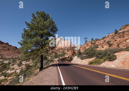 Leere Straße entlang Bäume und Berge im Zion National Park, Utah USA Stockfoto