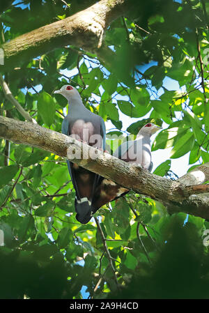 Das Pinon Imperial pigeon (Ducula pinon Pinon) Paar thront auf branch River, Papua-Neuguinea Juli fliegen Stockfoto