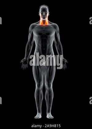 M. sternocleidomastoideus, Abbildung Stockfoto