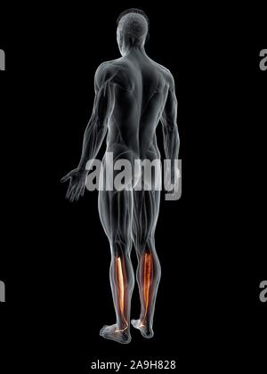 Tibialis posterior Muskel, Abbildung Stockfoto