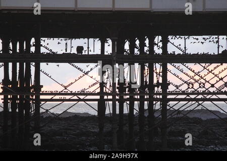 Stare über Aberystwyth Wales UK Wetter 15. Nov 2019: Tausende von Staren in Fliegen auf die eisernen Beine der alten viktorianischen Badeort Pier in Aberystwyth auf der West Wales Küste zu Roost. Kredit Mike Davies/Alamy leben Nachrichten. Stockfoto